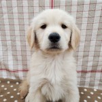 ゴールデンレトリバー | 総合ペットショップ マルエス