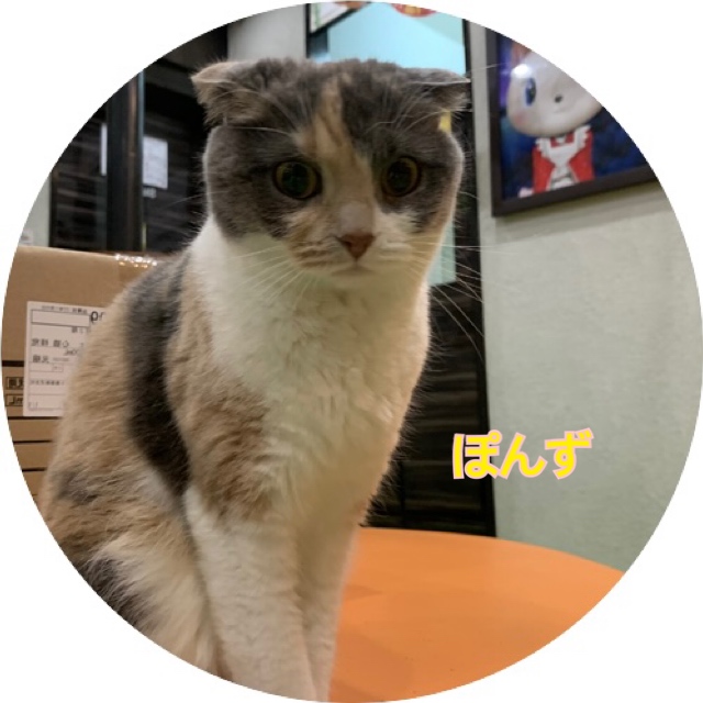 猫の紹介 ぽんず