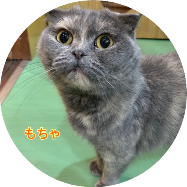 猫の紹介　もちゃ