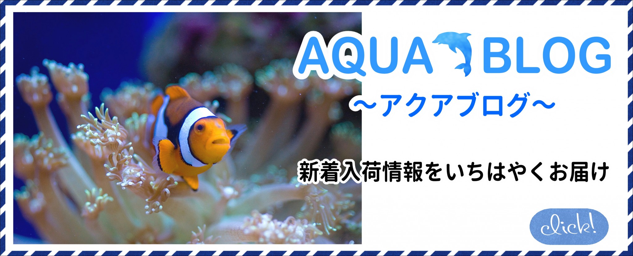 観賞魚ブログ