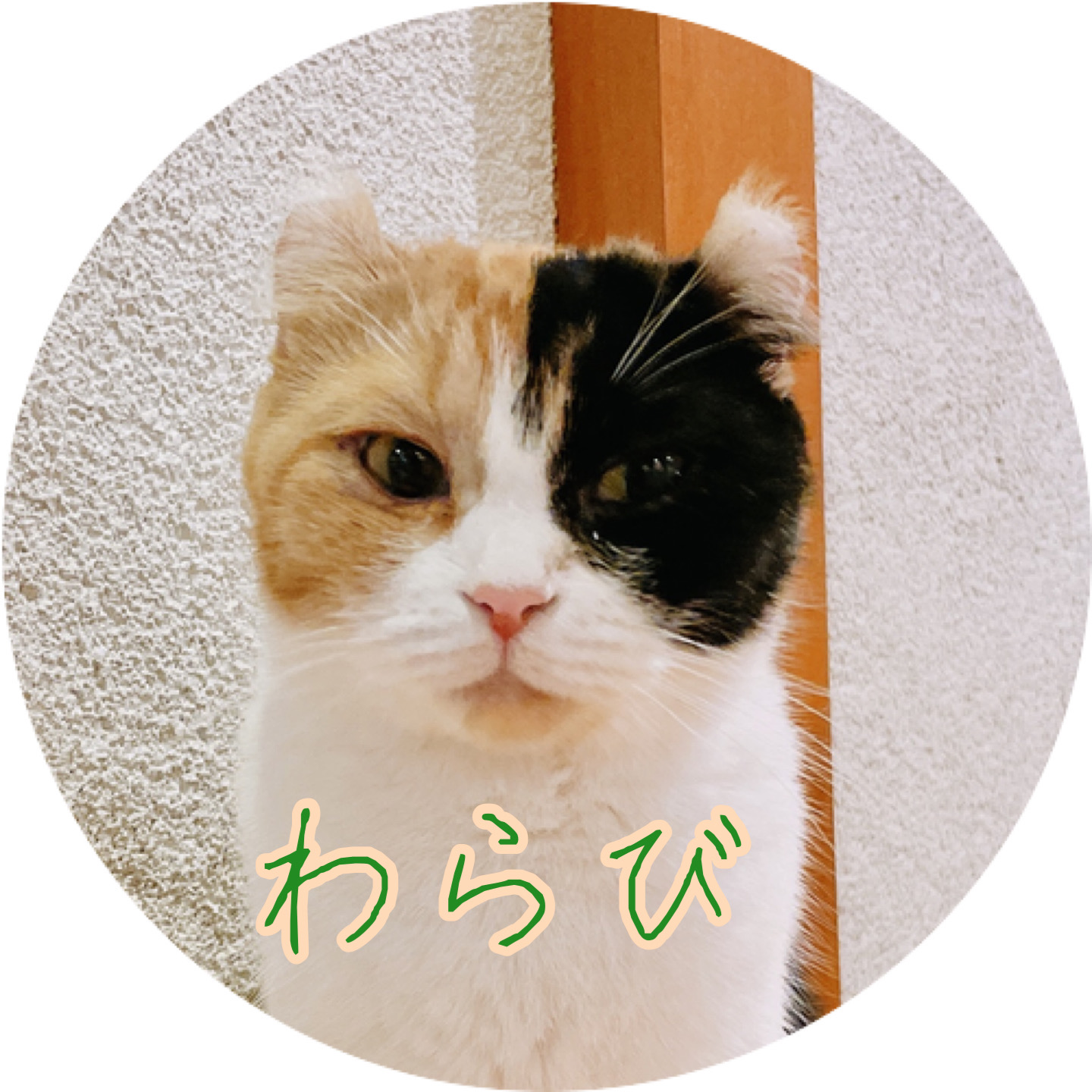 猫の紹介　わらび