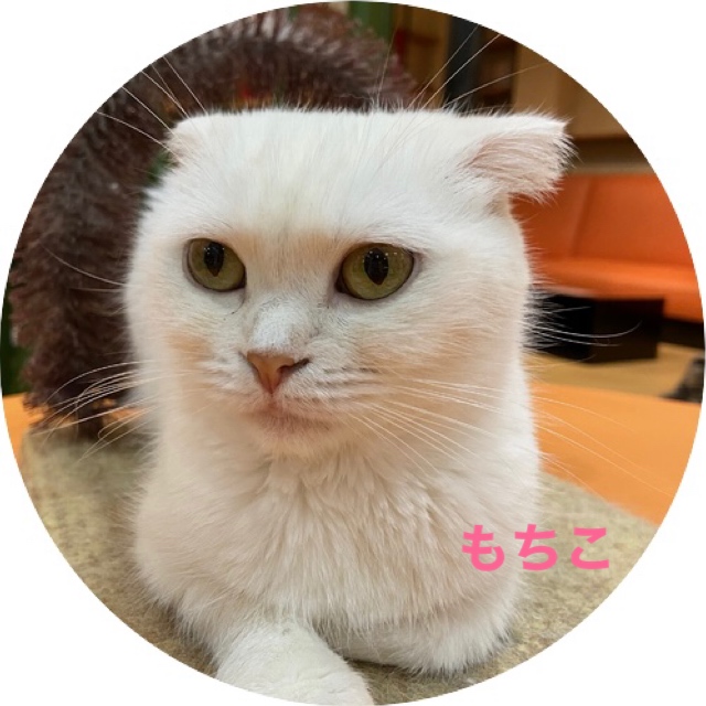 猫の紹介 もちこ