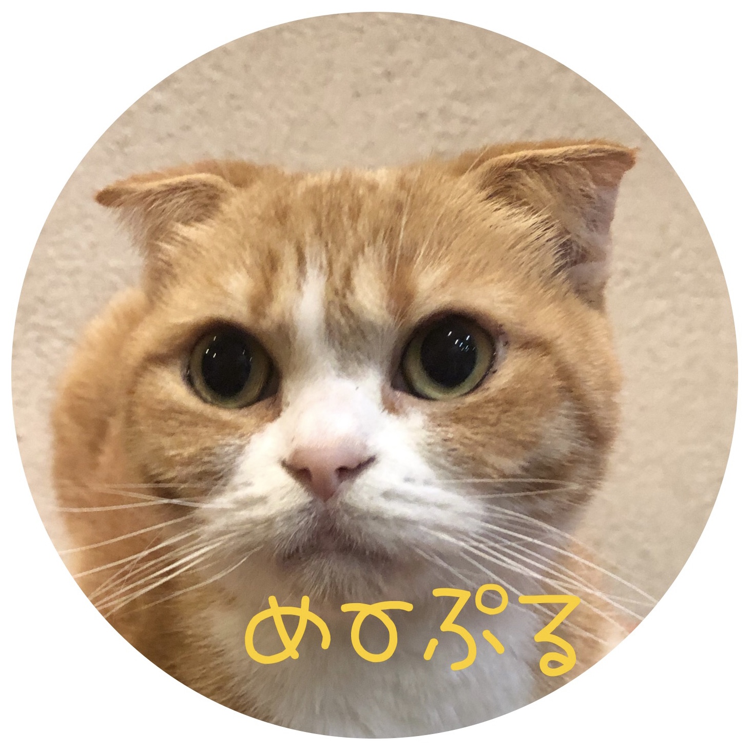 猫の紹介 メープル