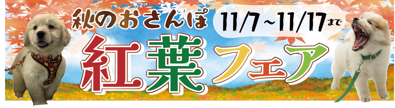 秋のお散歩紅葉フェア