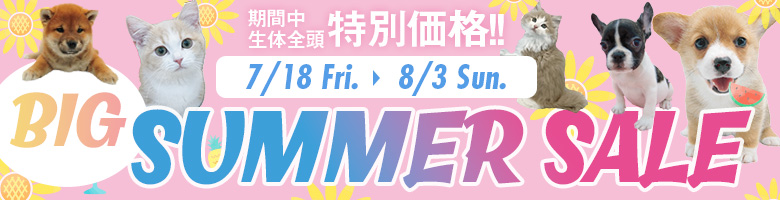 ビッグサマーセール"