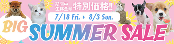 ビッグサマーセール"