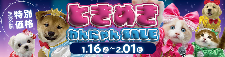 ときめきわんにゃんセール