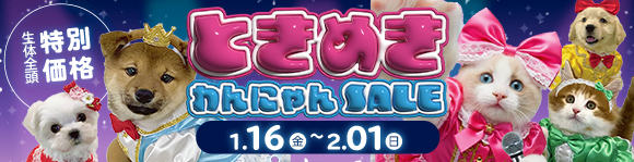 ときめきわんにゃんセール