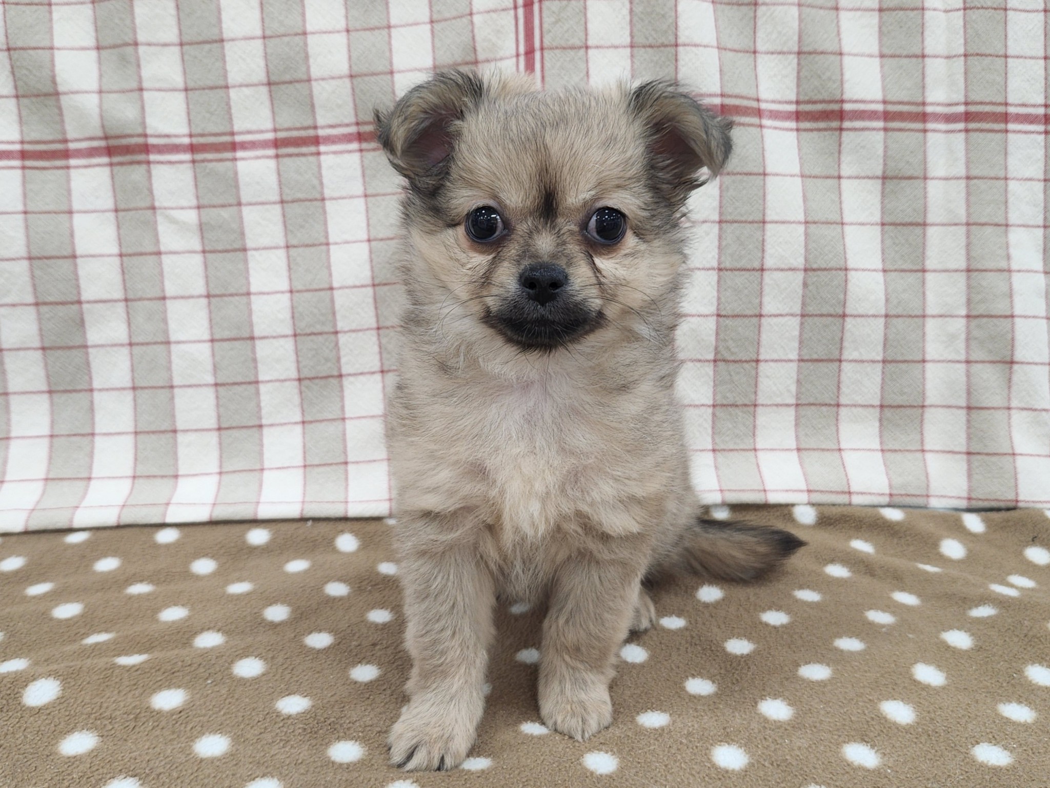 ハーフ（ポメラニアン×チワワ）（動画あり） | 総合ペットショップ