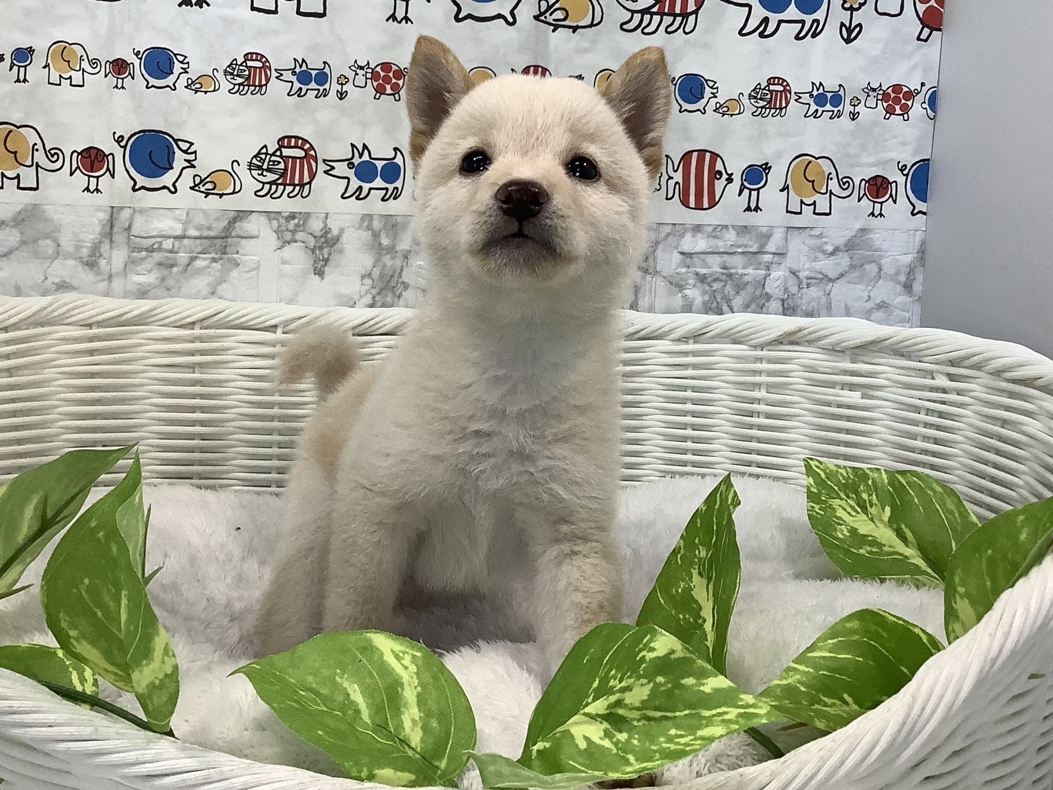 豆柴（動画あり） | 総合ペットショップ マルエス