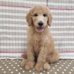 スタンダードプードル（動画あり） | 総合ペットショップ マルエス