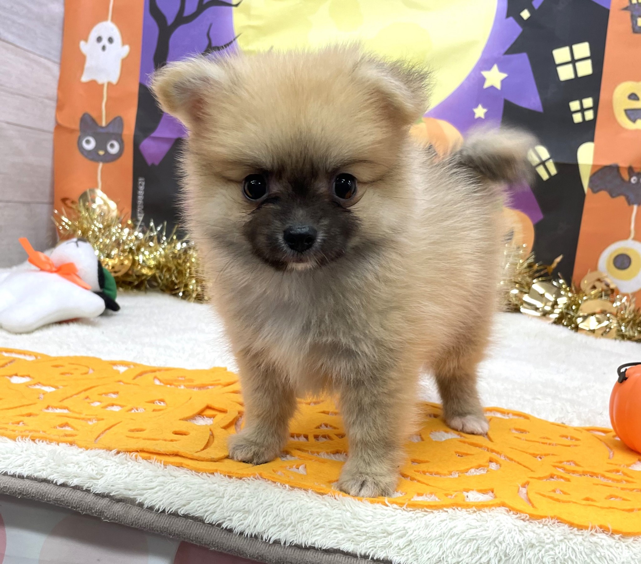 ハーフ（チワワ×ポメラニアン） | 総合ペットショップ マルエス