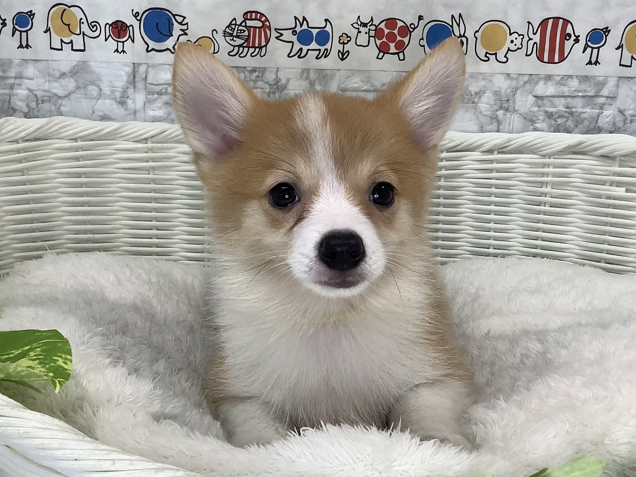 旅トイプードル、柴犬、ヨーキー、ポメラニアン、コーギー、パグパネル