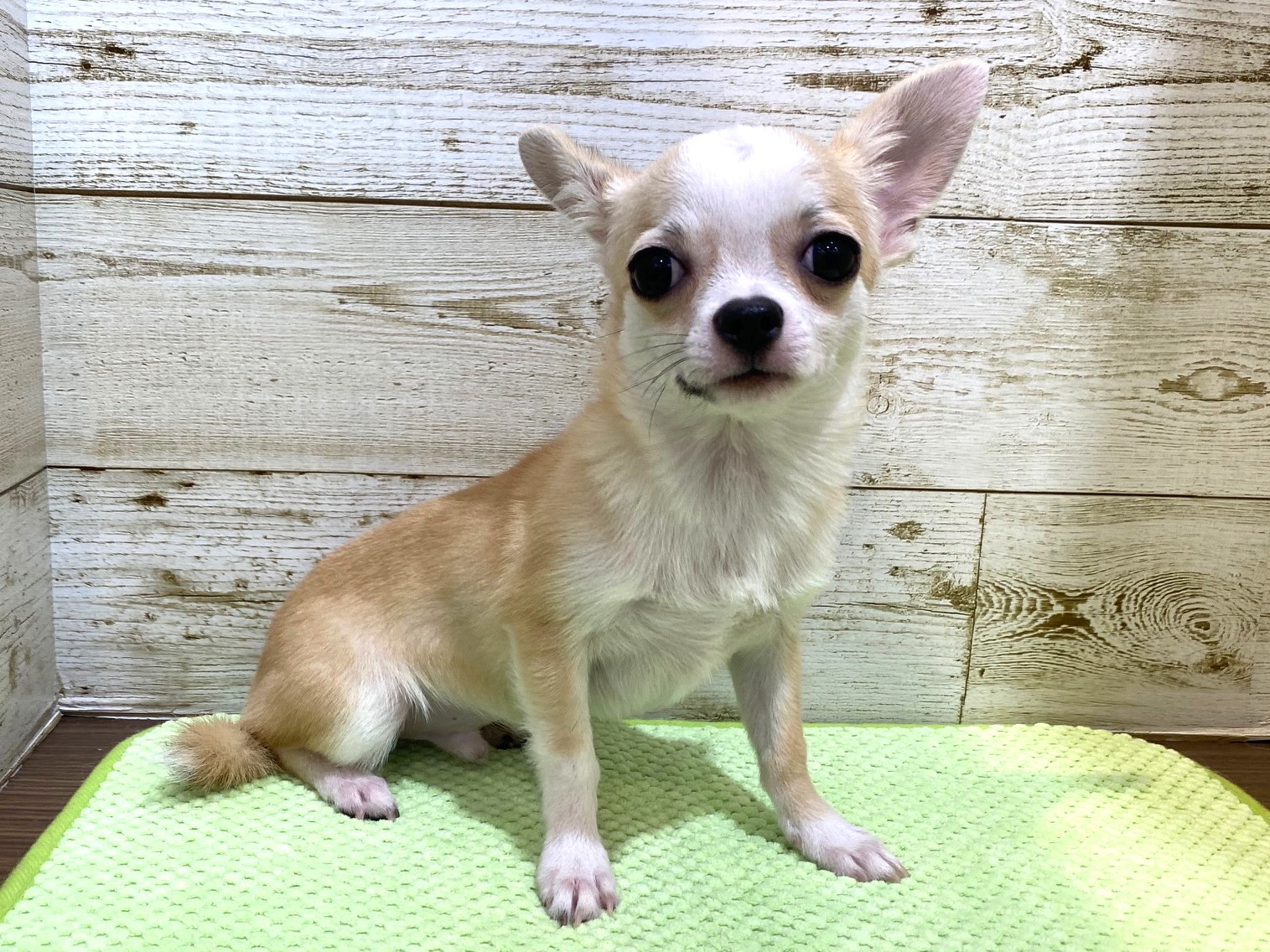 チワワ様　S (エ、水)(デュ) ミックス(狆×チワワ)♂ | 京都・大阪でワンちゃん、ネコちゃんを