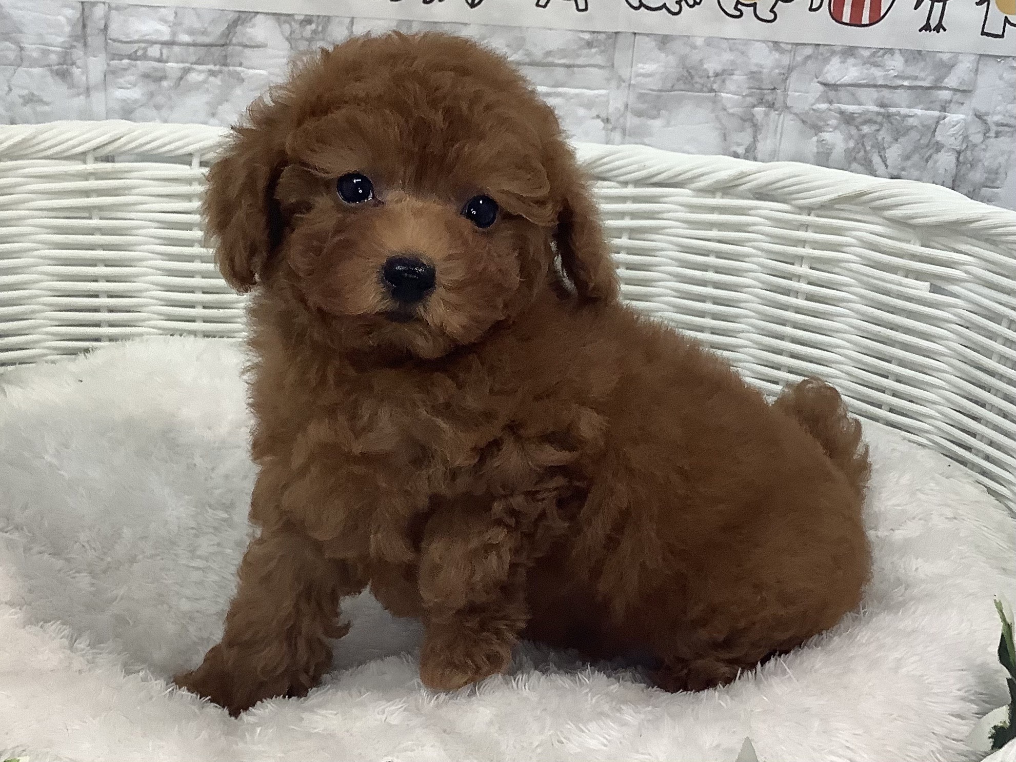 奈良県のトイプードル(トイ) (マルエスペット 奈良店/2024年8月4日生まれ/男の子/レッド)の子犬の4枚目の画像