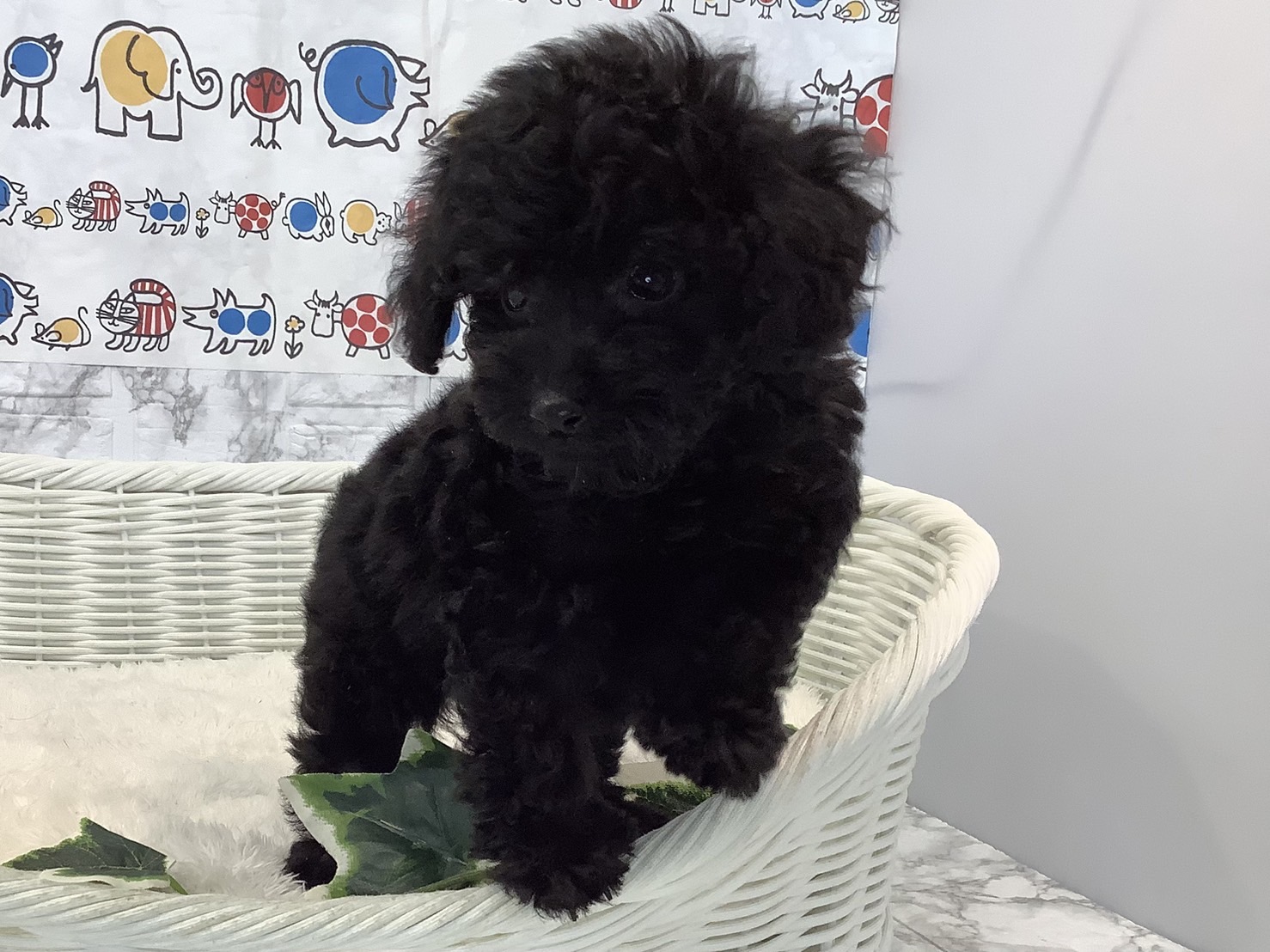 奈良県のトイプードル(トイ) (マルエスペット いかるが店/2024年12月31日生まれ/男の子/ブラック)の子犬の4枚目の画像