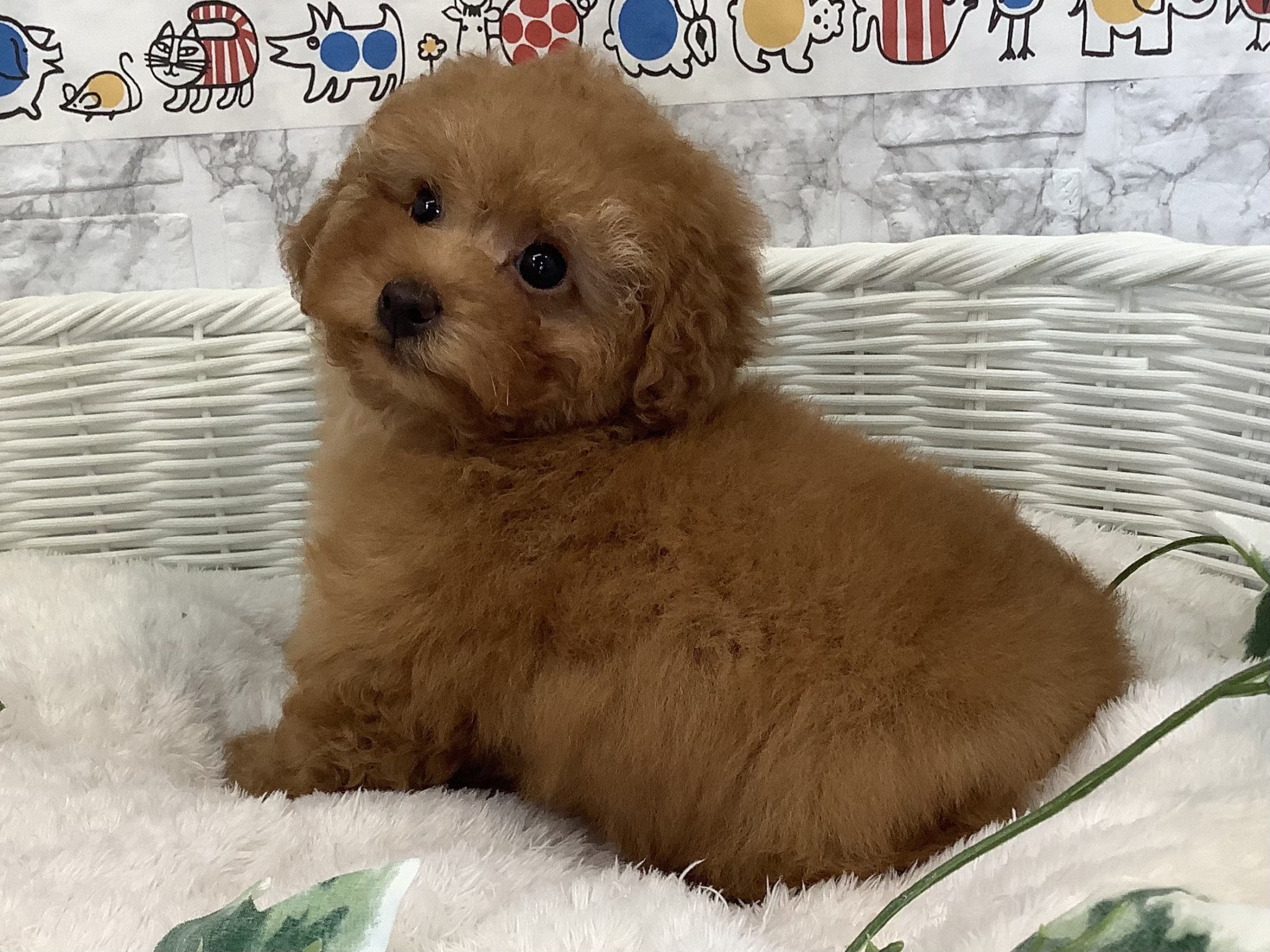 奈良県のトイプードル(トイ) (マルエスペット 押熊店/2024年12月13日生まれ/女の子/レッド)の子犬の4枚目の画像