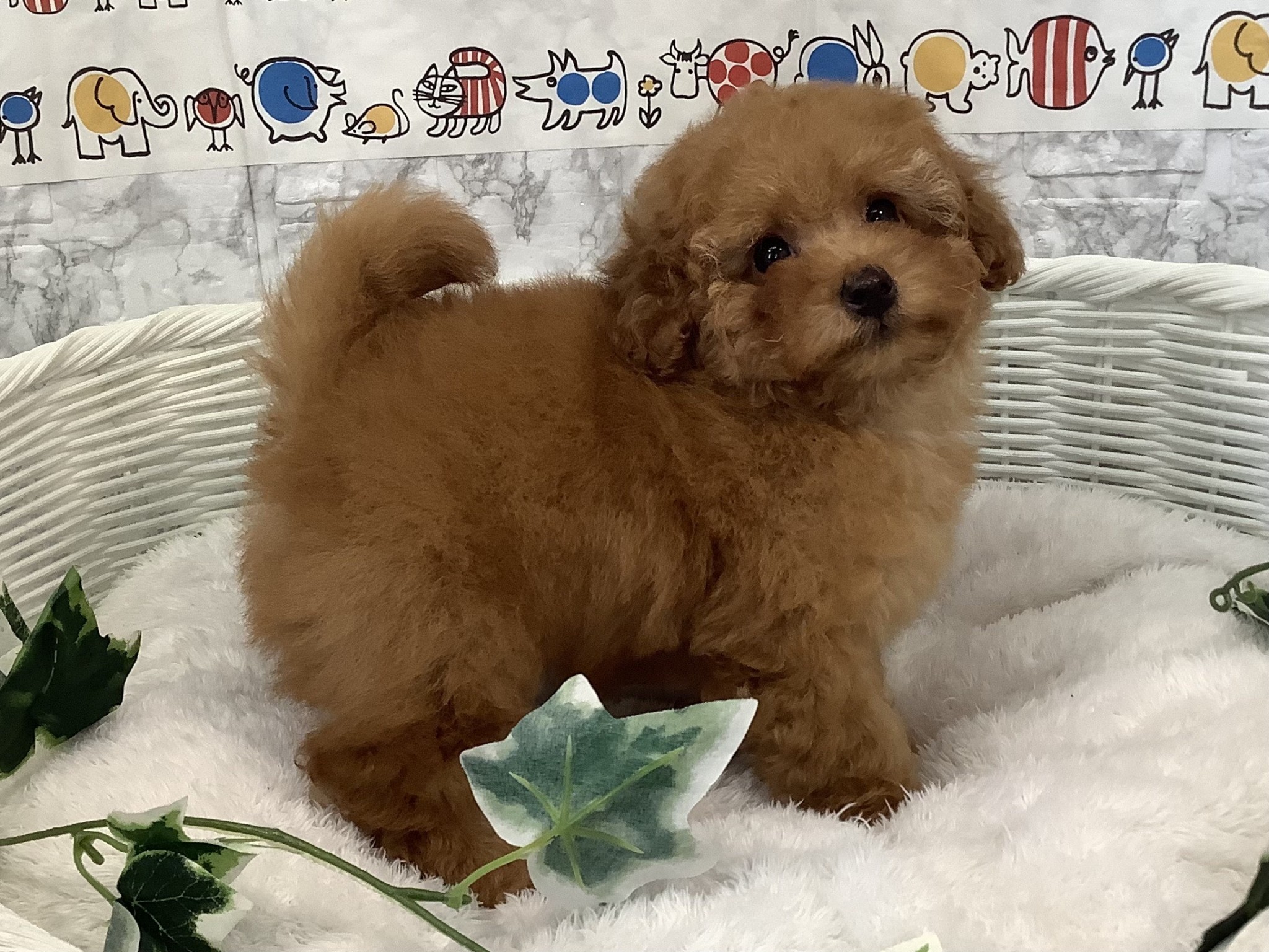 奈良県のトイプードル(トイ) (マルエスペット 押熊店/2024年12月13日生まれ/女の子/レッド)の子犬の2枚目の画像