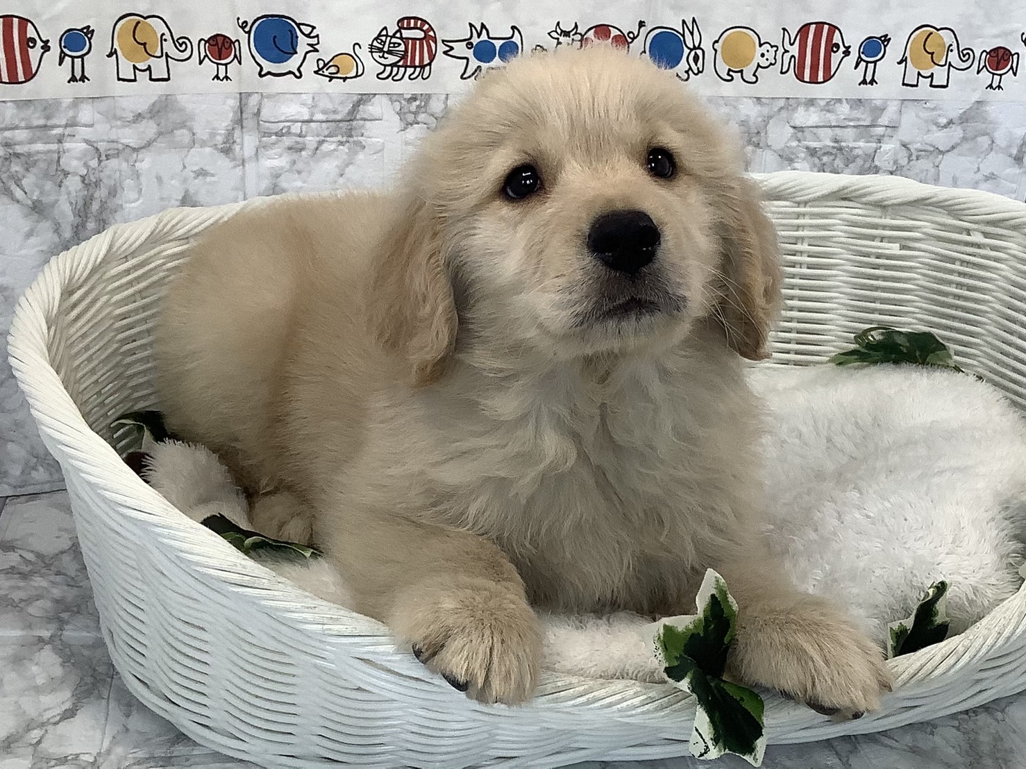 奈良県のゴールデンレトリバー (ペットアミ生駒店/2025年1月9日生まれ/男の子/ゴールデン)の子犬の3枚目の画像