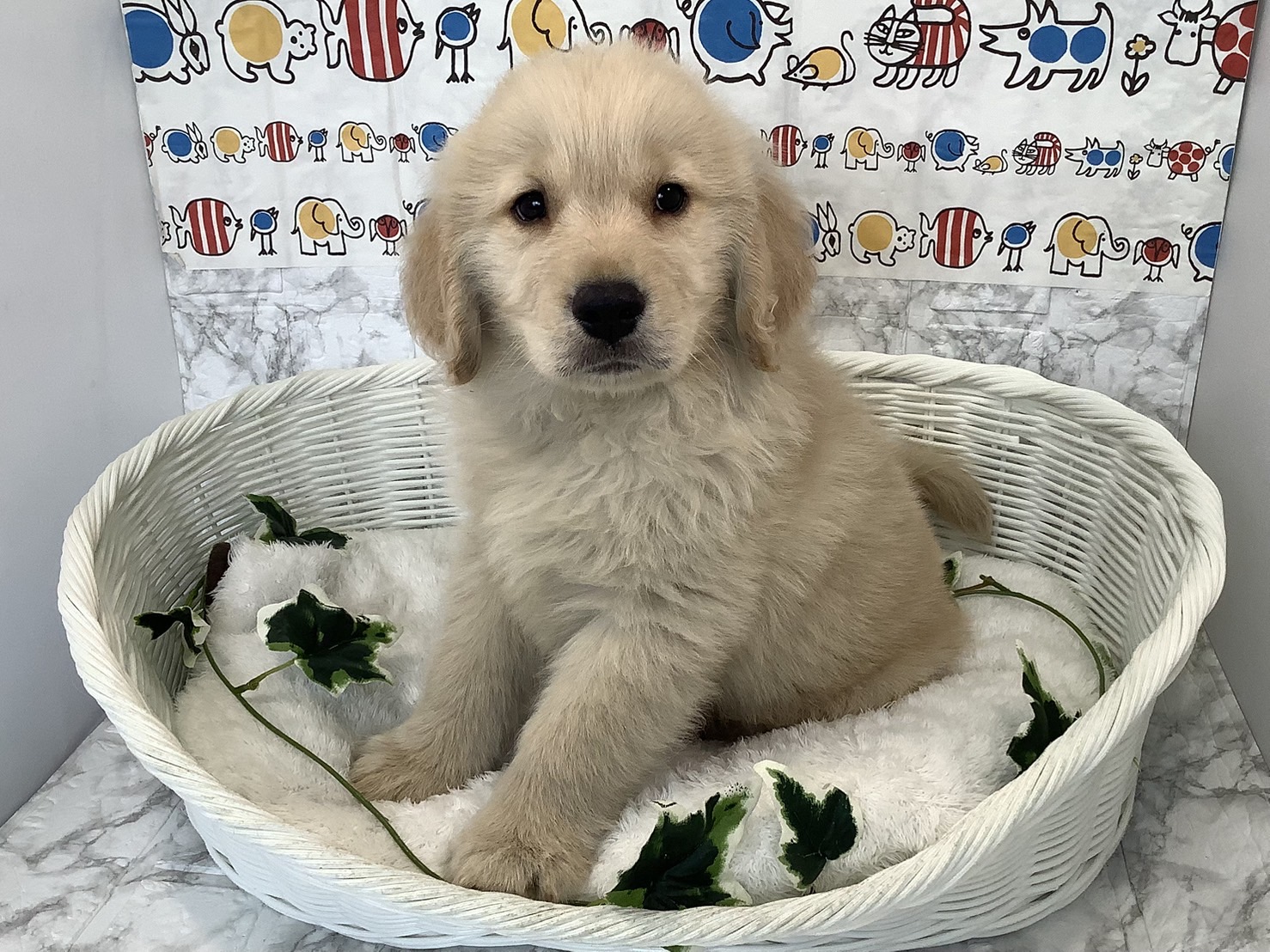 奈良県のゴールデンレトリバー (ペットアミ生駒店/2025年1月9日生まれ/男の子/ゴールデン)の子犬の4枚目の画像