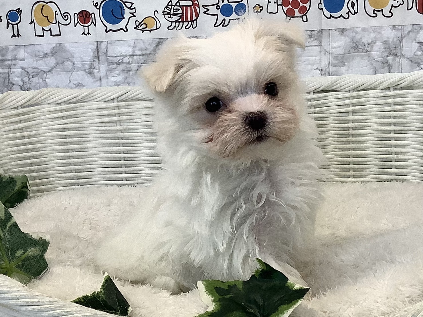奈良県のマルチーズ (マルエスペット 奈良店/2025年1月19日生まれ/男の子/ホワイト)の子犬の2枚目の画像