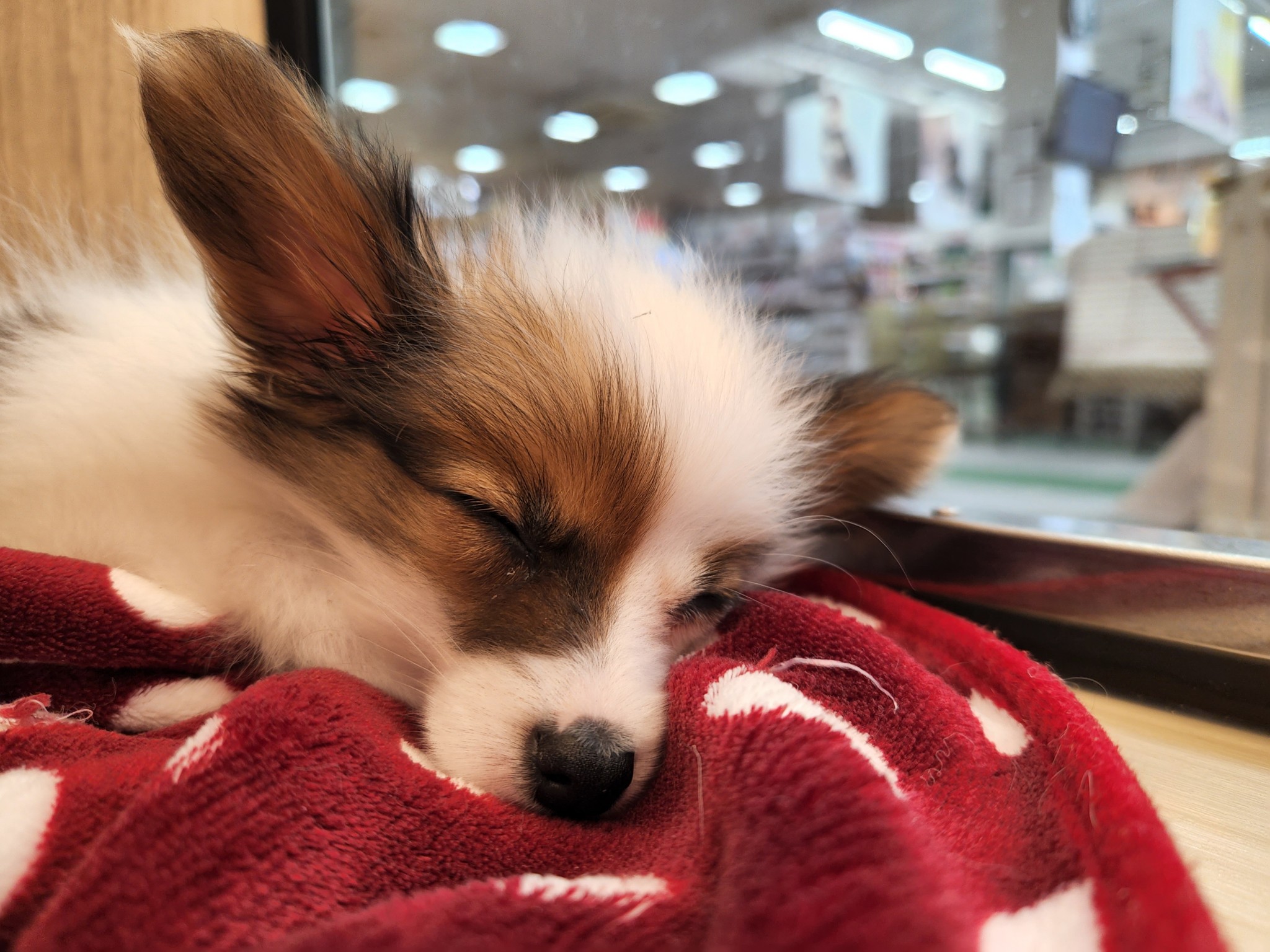 奈良県のパピヨン (マルエスペット ヒルステップ生駒店/2025年1月26日生まれ/男の子/ホワイト/セーブル)の子犬の2枚目の画像