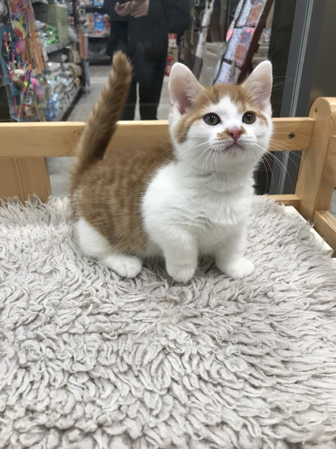 奈良県のマンチカン (マルエスペット はんな店/2025年2月3日生まれ/男の子/レッドタビーホワイト)の子猫の2枚目の画像
