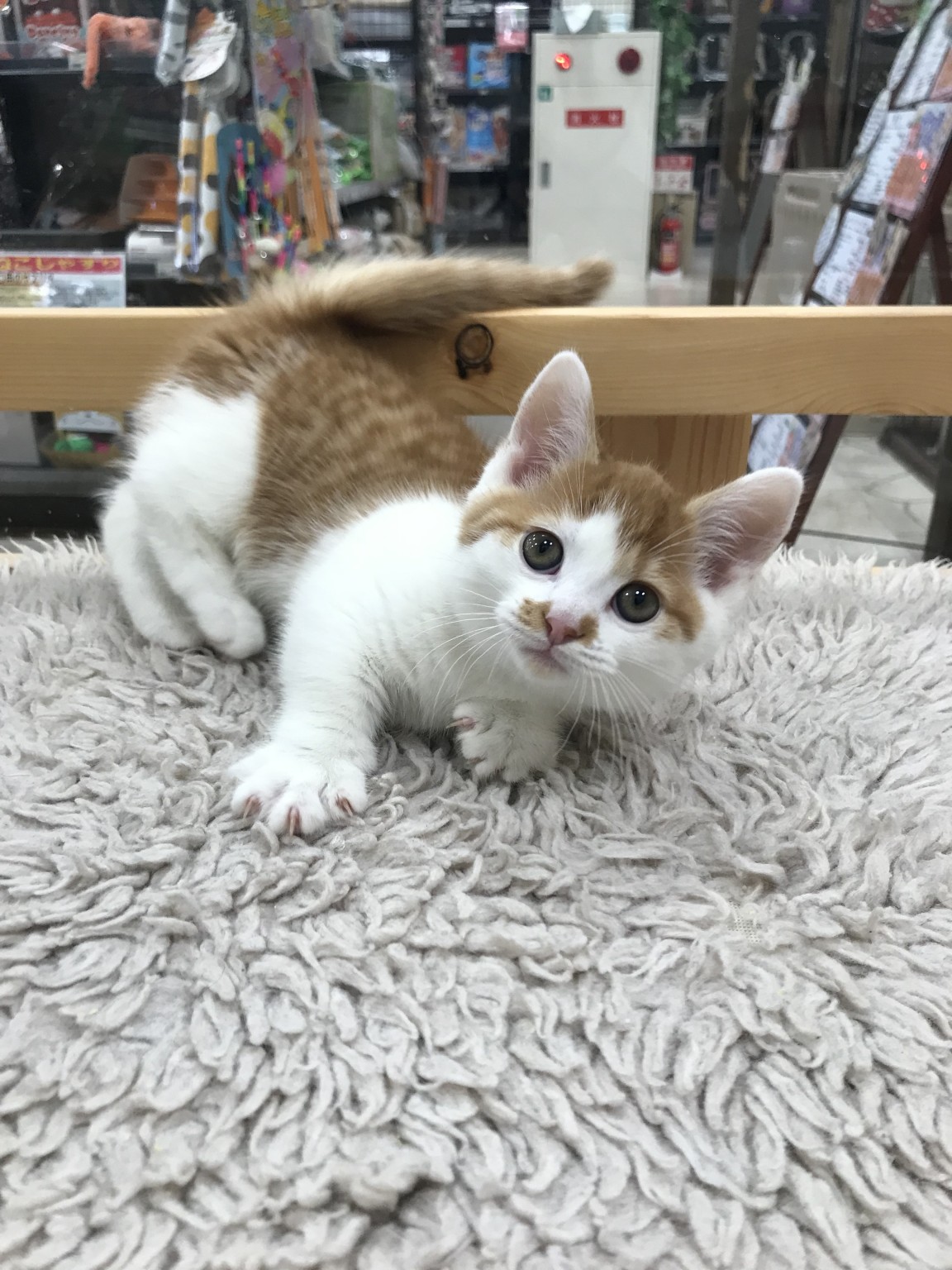 奈良県のマンチカン (マルエスペット はんな店/2025年2月3日生まれ/男の子/レッドタビーホワイト)の子猫の3枚目の画像