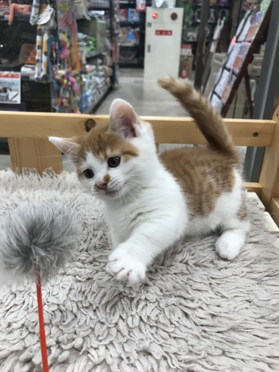 奈良県のマンチカン (マルエスペット はんな店/2025年2月3日生まれ/男の子/レッドタビーホワイト)の子猫の4枚目の画像