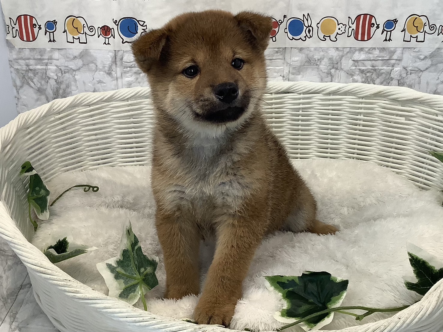 静岡県の柴犬(標準サイズ) (マルエスペットホームアシスト店/2025年2月1日生まれ/男の子/赤)の子犬の3枚目の画像