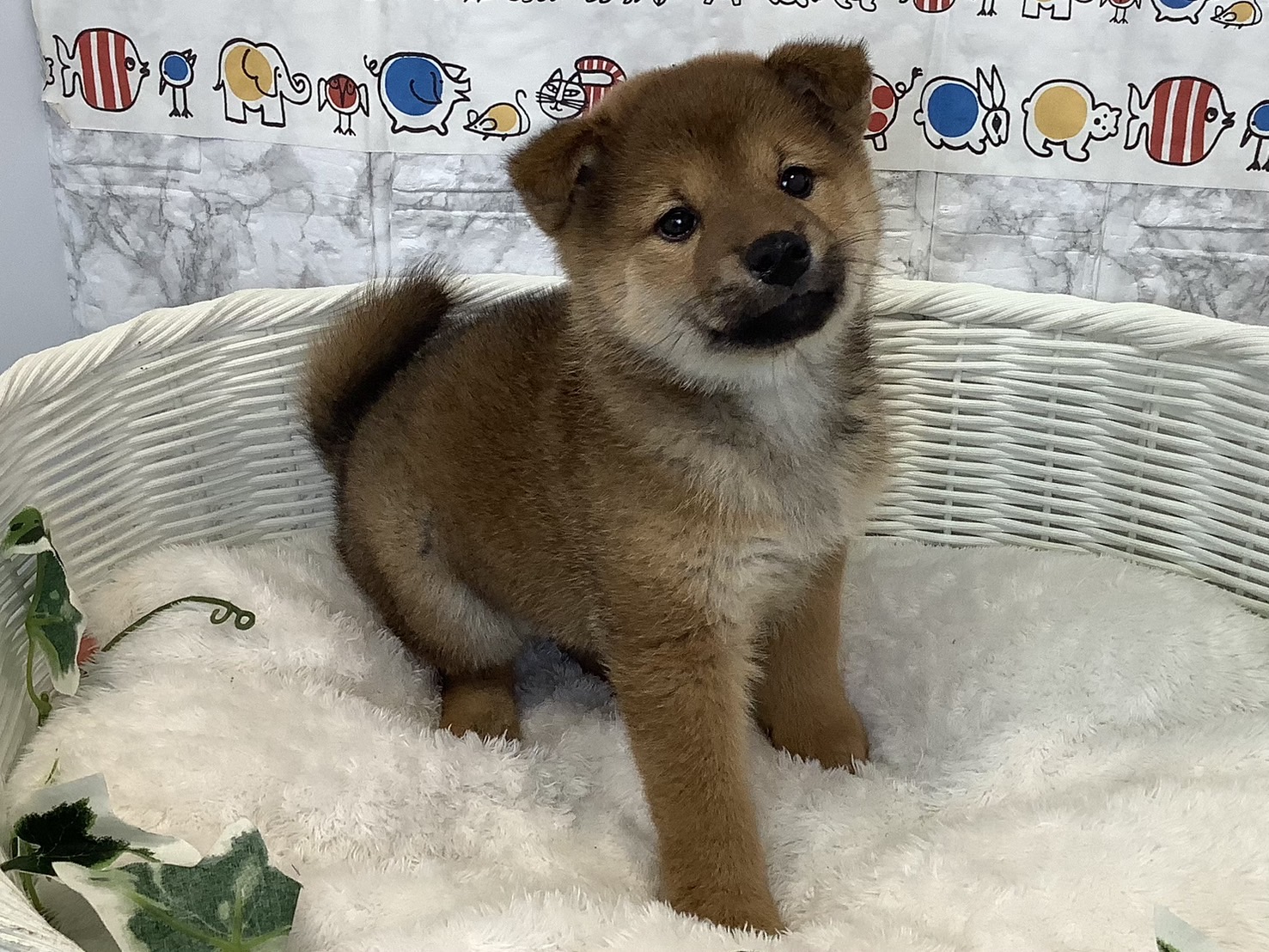 静岡県の柴犬(標準サイズ) (マルエスペットホームアシスト店/2025年2月1日生まれ/男の子/赤)の子犬の2枚目の画像