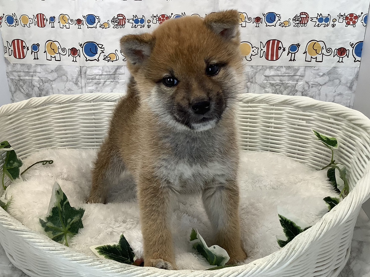 奈良県の柴犬(標準サイズ) (マルエスペット 押熊店/2025年2月3日生まれ/男の子/赤)の子犬の2枚目の画像