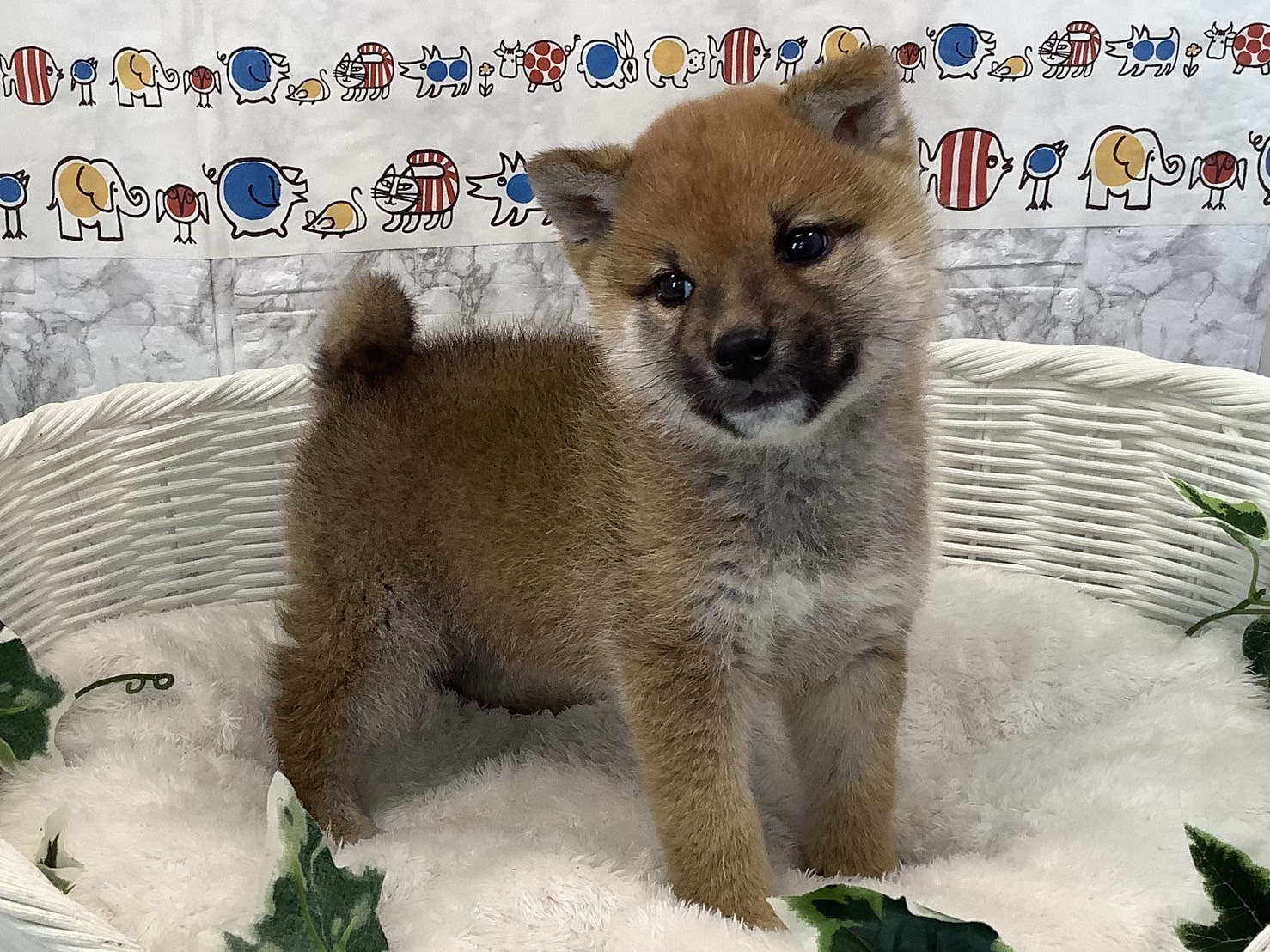 奈良県の柴犬(標準サイズ) (マルエスペット 押熊店/2025年2月3日生まれ/男の子/赤)の子犬の4枚目の画像