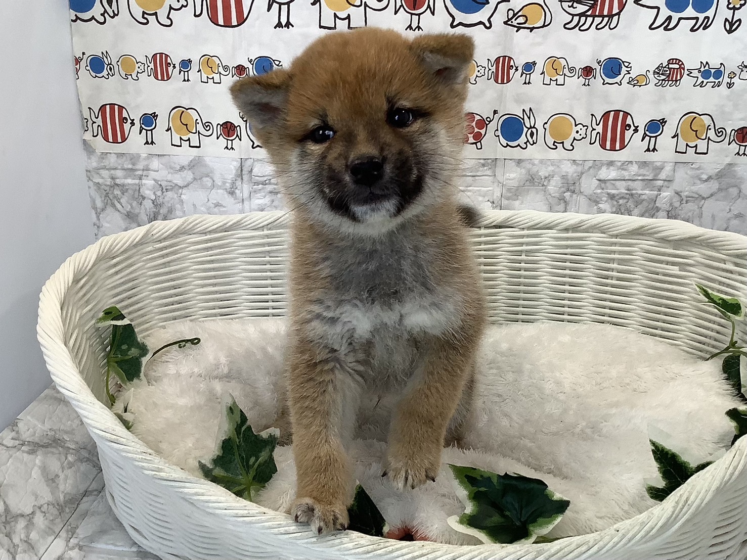 奈良県の柴犬(標準サイズ) (マルエスペット 押熊店/2025年2月3日生まれ/男の子/赤)の子犬の3枚目の画像