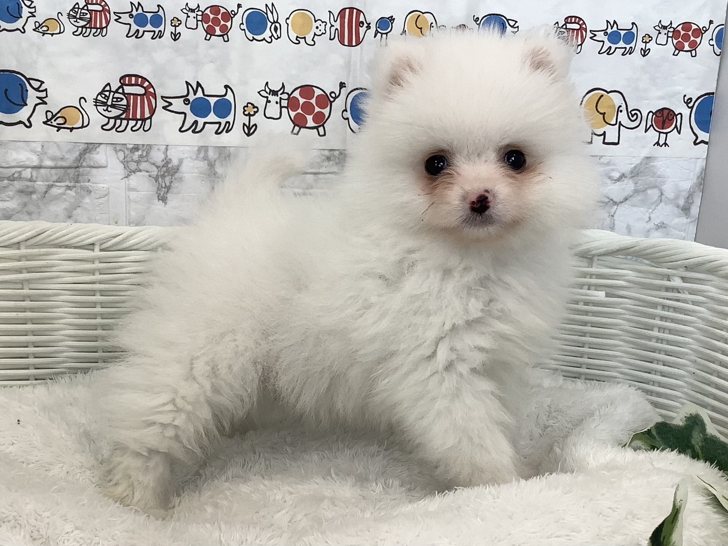 千葉県のポメラニアン (マルエスペット千鳥町店/2025年2月5日生まれ/男の子/ホワイト)の子犬の4枚目の画像