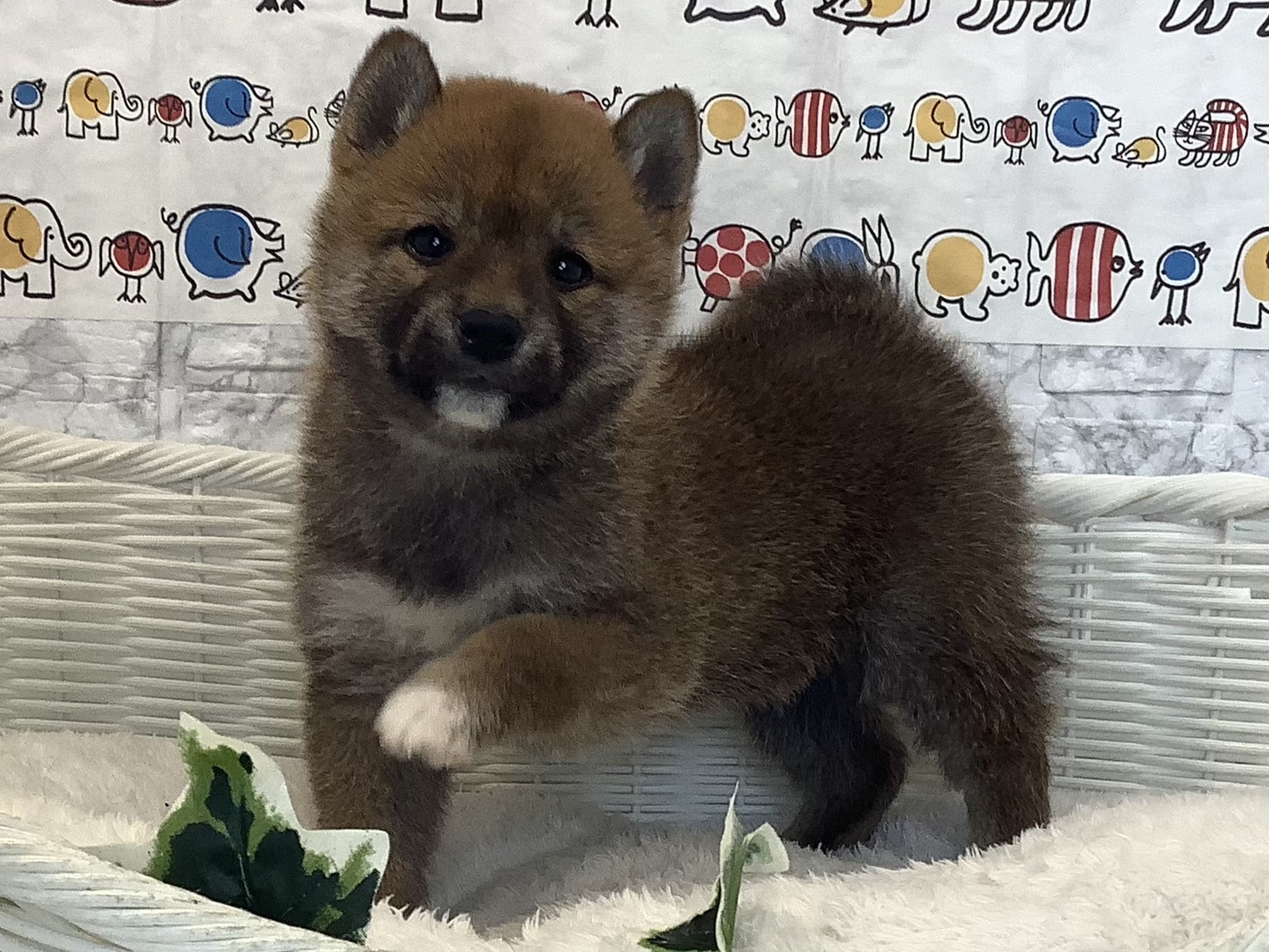 奈良県の柴犬(標準サイズ) (ペットアミ生駒店/2025年2月24日生まれ/男の子/赤)の子犬の3枚目の画像