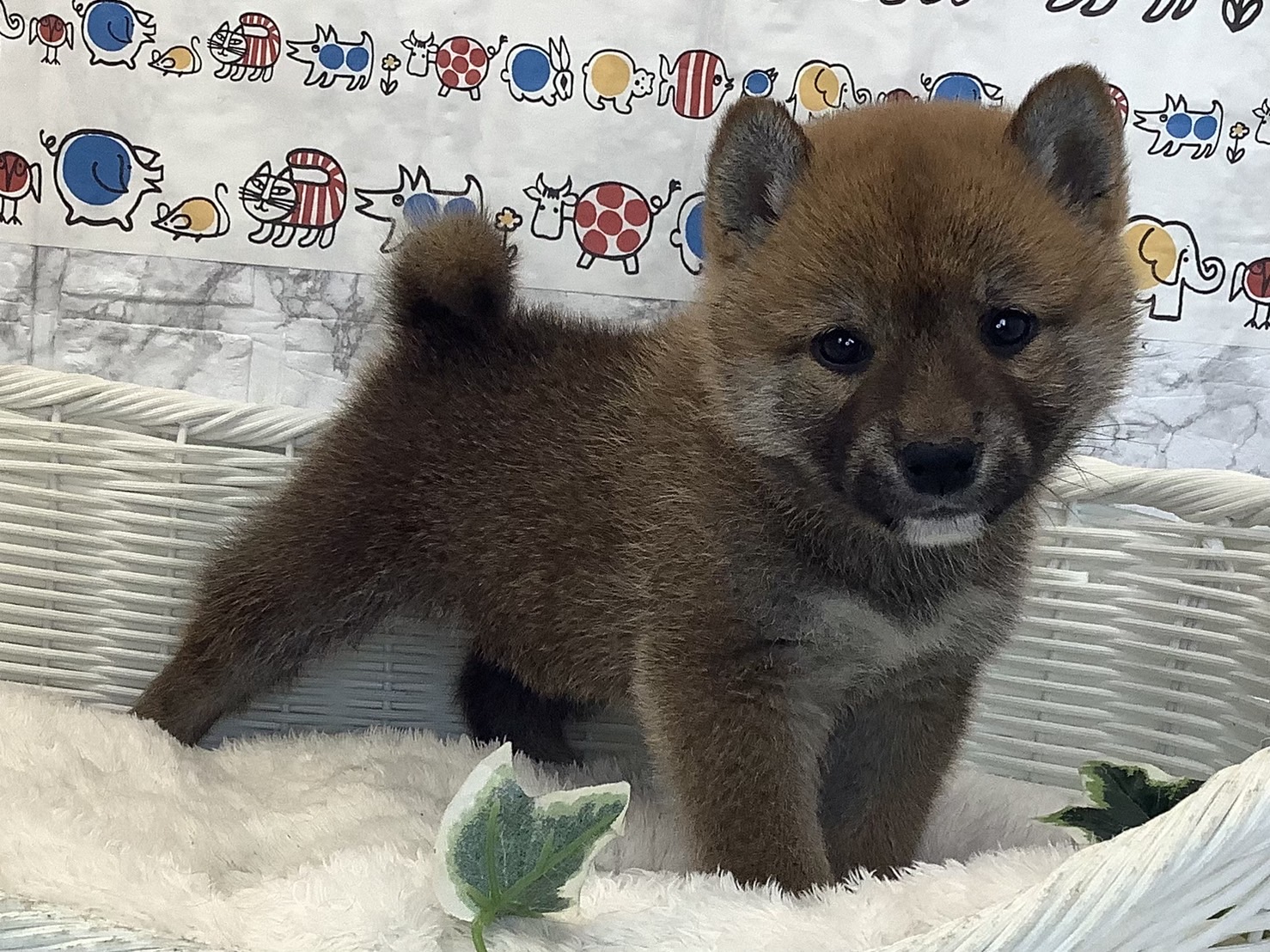 奈良県の柴犬(標準サイズ) (ペットアミ生駒店/2025年2月24日生まれ/男の子/赤)の子犬の2枚目の画像