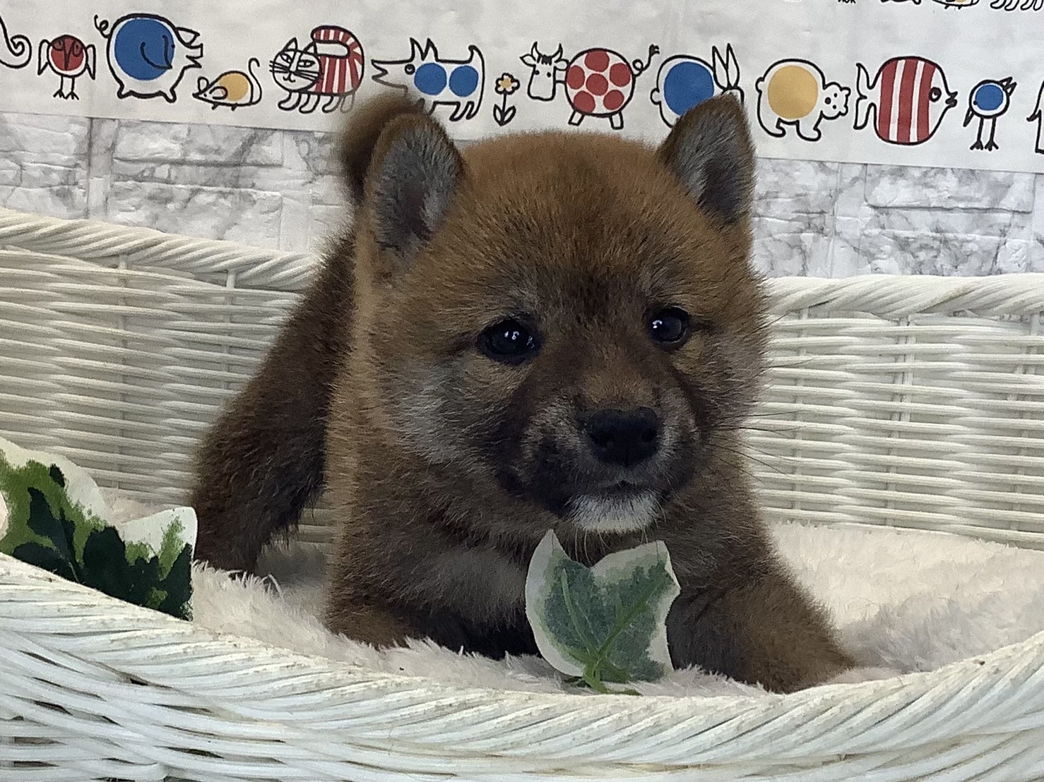 奈良県の柴犬(標準サイズ) (ペットアミ生駒店/2025年2月24日生まれ/男の子/赤)の子犬の4枚目の画像
