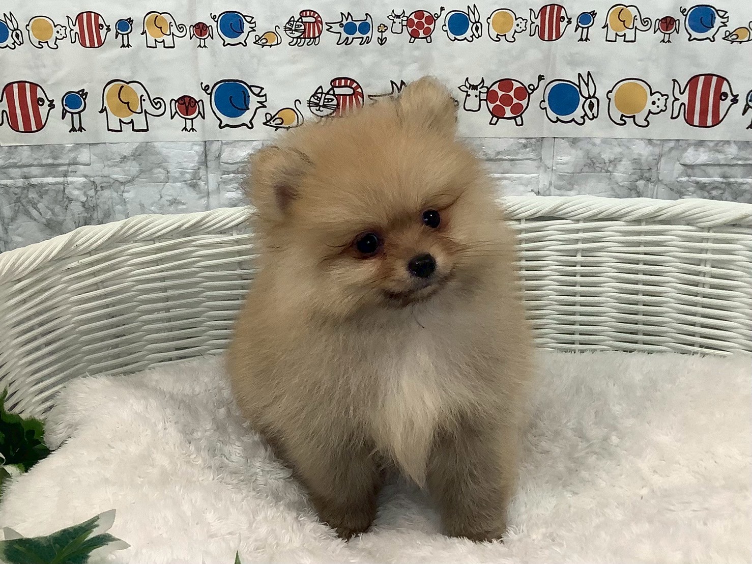 静岡県のポメラニアン (マルエスペット島田店/2025年3月31日生まれ/男の子/オレンジ)の子犬の3枚目の画像