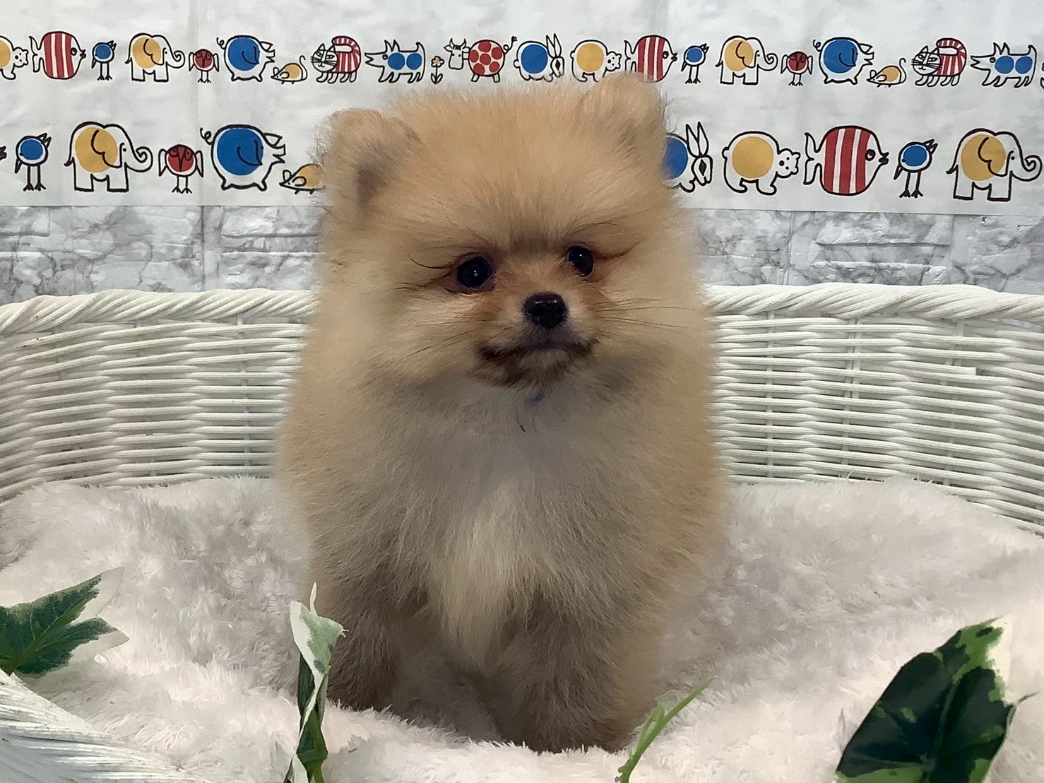 静岡県のポメラニアン (マルエスペット島田店/2025年3月31日生まれ/男の子/オレンジ)の子犬の2枚目の画像