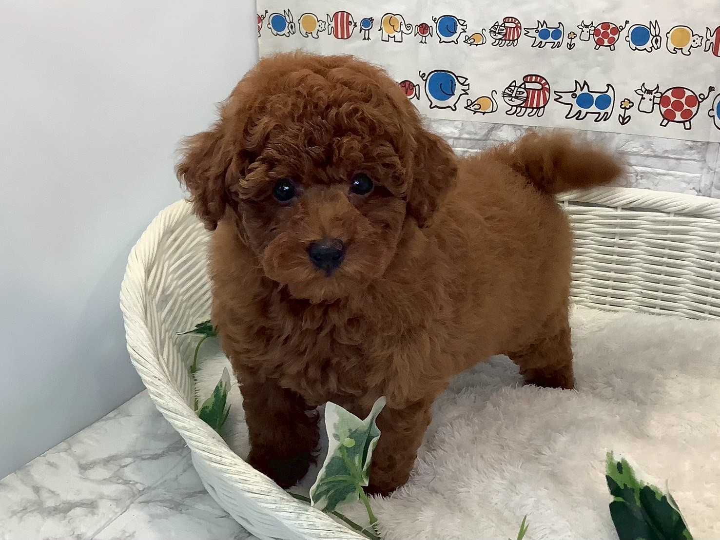 奈良県のトイプードル(トイ) (マルエスペット 富雄店/2025年3月28日生まれ/男の子/レッド)の子犬の3枚目の画像