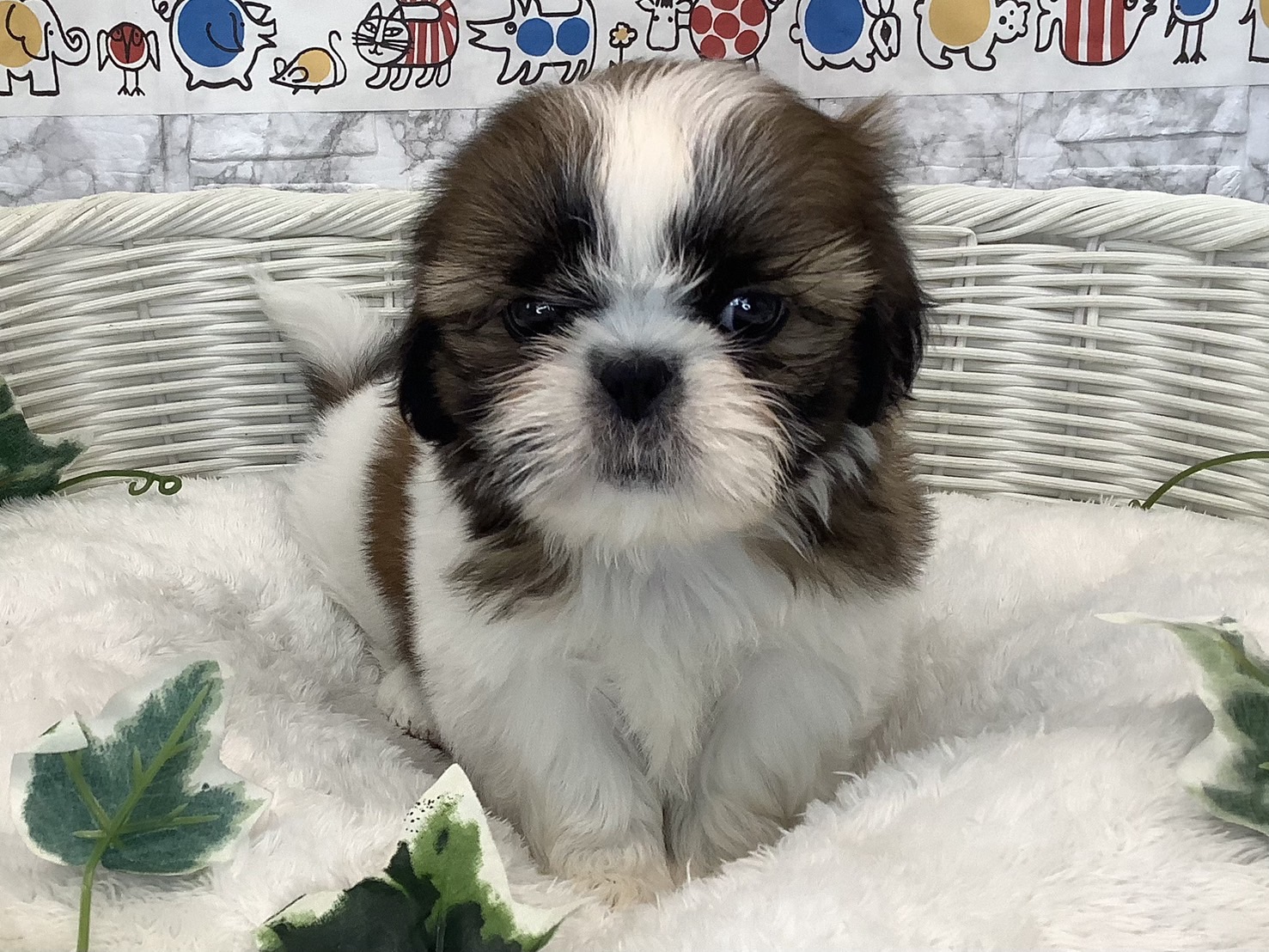 奈良県のシーズー (マルエスペット いかるが店/2025年3月4日生まれ/男の子/ホワイトゴールド)の子犬の2枚目の画像