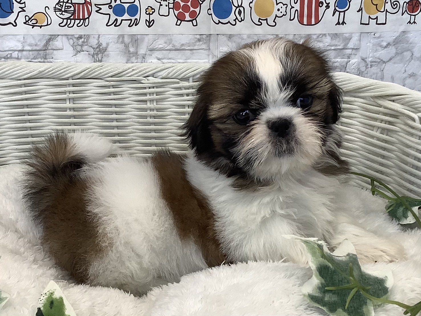 奈良県のシーズー (マルエスペット いかるが店/2025年3月4日生まれ/男の子/ホワイトゴールド)の子犬の3枚目の画像