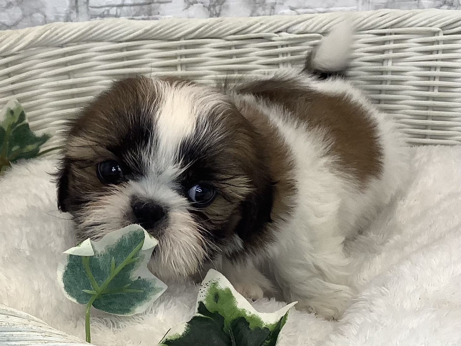 奈良県のシーズー (マルエスペット いかるが店/2025年3月4日生まれ/男の子/ホワイトゴールド)の子犬の4枚目の画像