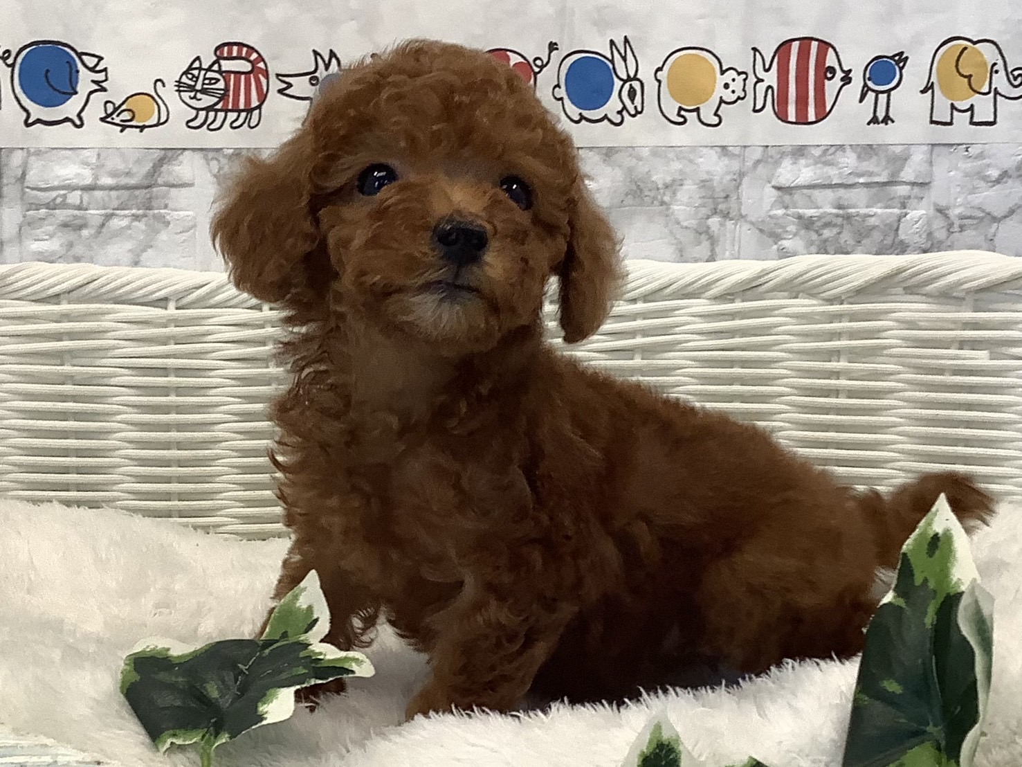奈良県のトイプードル(トイ) (マルエスペット いかるが店/2025年3月10日生まれ/女の子/レッド)の子犬の2枚目の画像