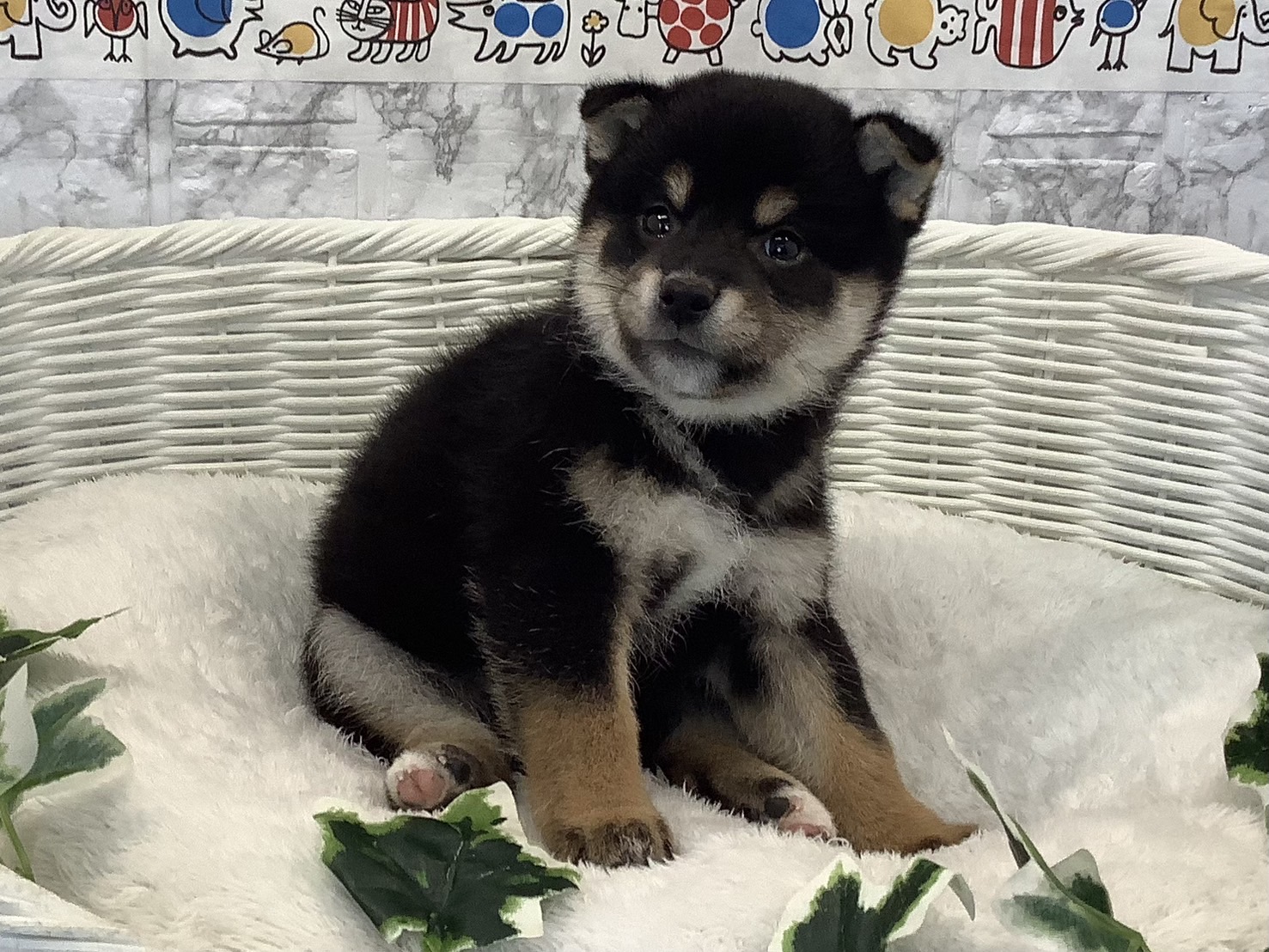 奈良県の柴犬(標準サイズ) (マルエスペット 奈良店/2025年3月11日生まれ/男の子/黒)の子犬の2枚目の画像
