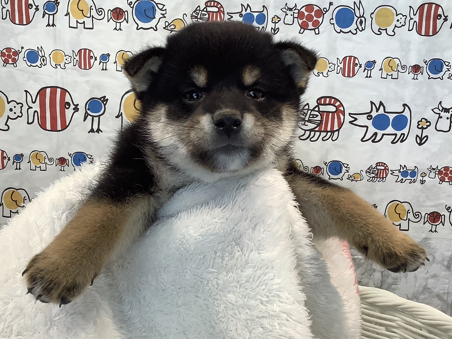 奈良県の柴犬(標準サイズ) (マルエスペット 奈良店/2025年3月11日生まれ/男の子/黒)の子犬の4枚目の画像