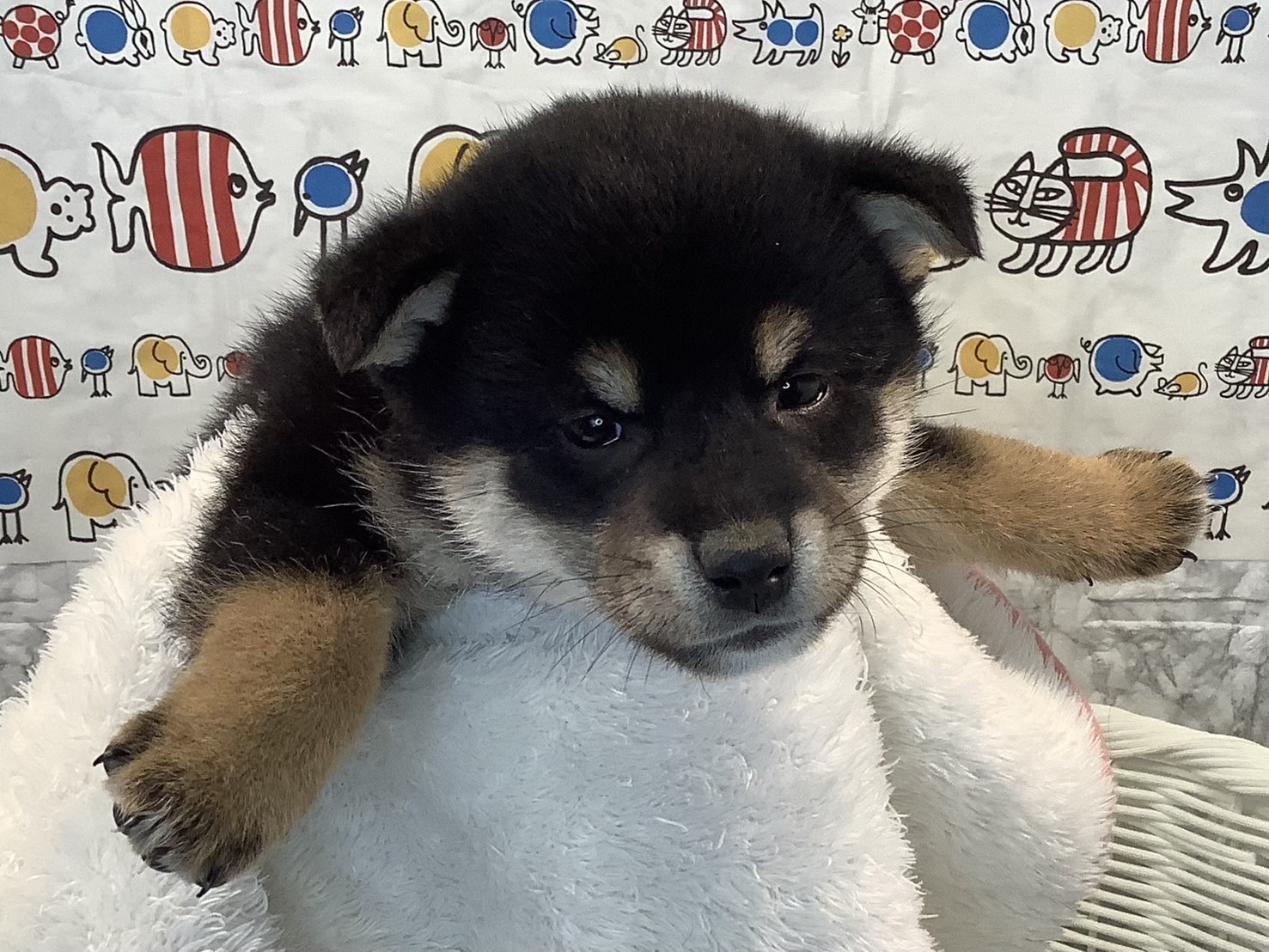 奈良県の柴犬(標準サイズ) (マルエスペット 奈良店/2025年3月11日生まれ/男の子/黒)の子犬の3枚目の画像