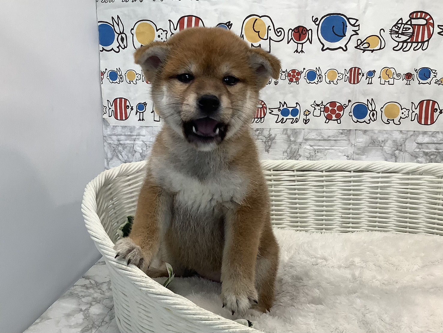 静岡県の柴犬(標準サイズ) (マルエスペット御殿場店/2025年3月18日生まれ/女の子/赤)の子犬の4枚目の画像