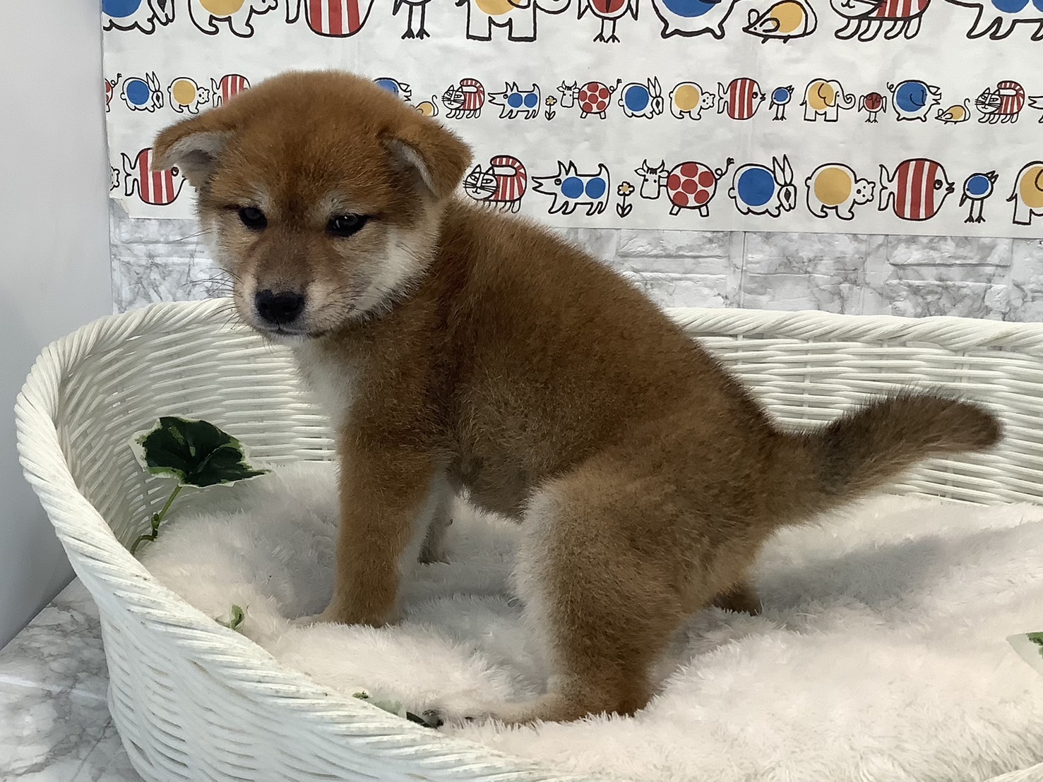 静岡県の柴犬(標準サイズ) (マルエスペット御殿場店/2025年3月18日生まれ/女の子/赤)の子犬の3枚目の画像